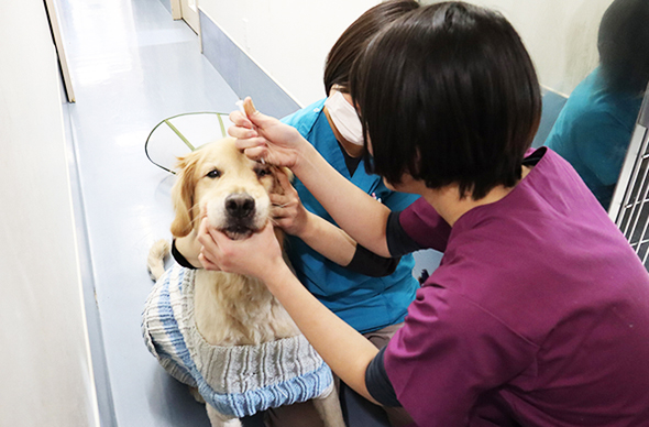 ヤマザキ動物看護専門職短期大学のcampusgallery