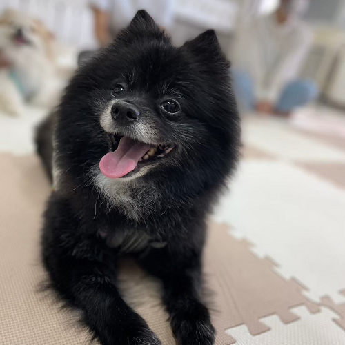 吉田学園動物看護専門学校のオープンキャンパス